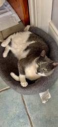 Lost Male Cat last seen Dublin Road Newry, Newry, Mourne and Down, Northern Ireland BT35 8XD