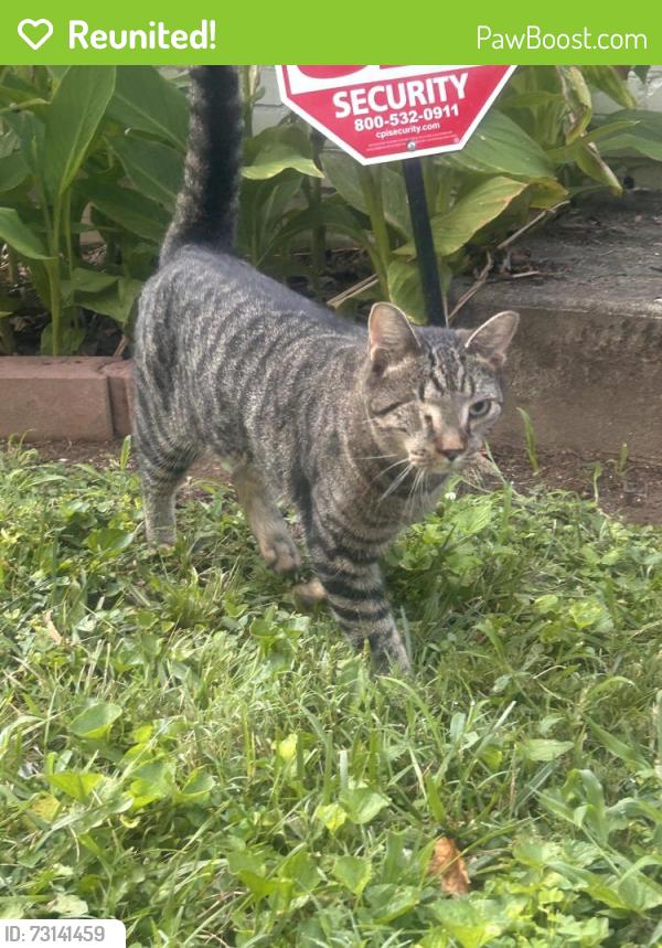 Reunited Male Cat last seen Shattalon Drivr, Winston-Salem, NC 27106