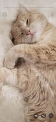 Reunited Male Cat last seen Lee Carter Road/Route 29 & Route 55 - Neighborhood behind Blueridge Seafood, Gainesville, VA 20155