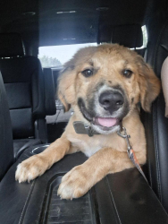 Reunited Male Dog last seen Rosalyn dr sw, Rome, GA 30165