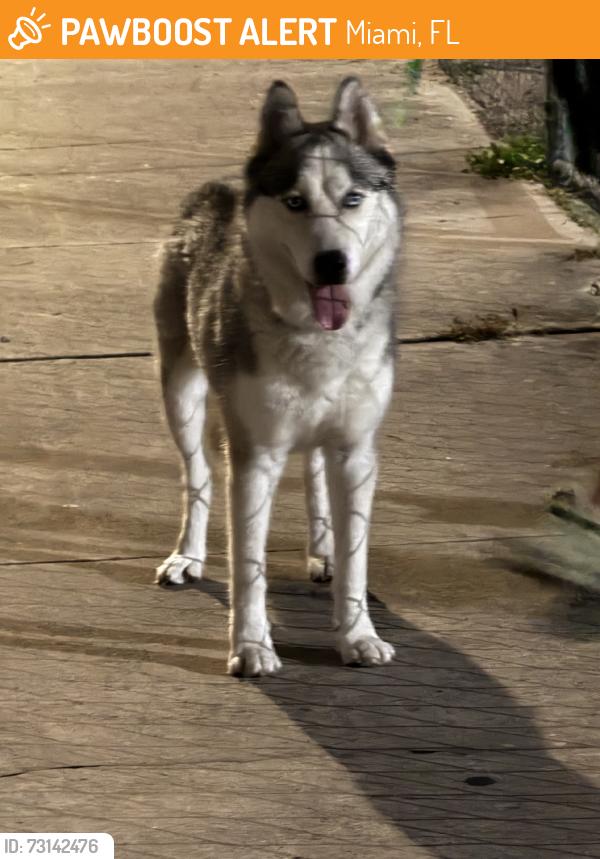 Found/Stray Female Dog last seen Near terr miami, Miami, FL 33147