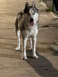 Found/Stray Female Dog last seen Near terr miami, Miami, FL 33147
