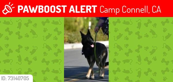 Lost Female Dog last seen Off of HWY 4, Camp Connell, CA 95223