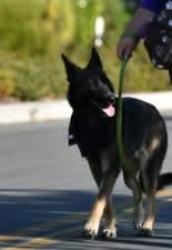 Lost Female Dog last seen Off of HWY 4, Camp Connell, CA 95223