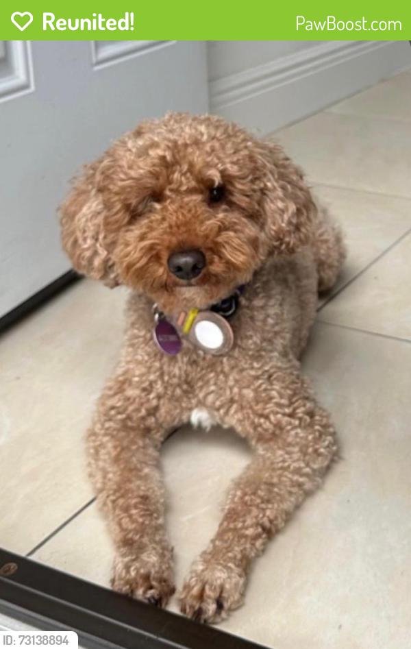 Reunited Male Dog last seen Plantation fl, Sunrise, FL 33313