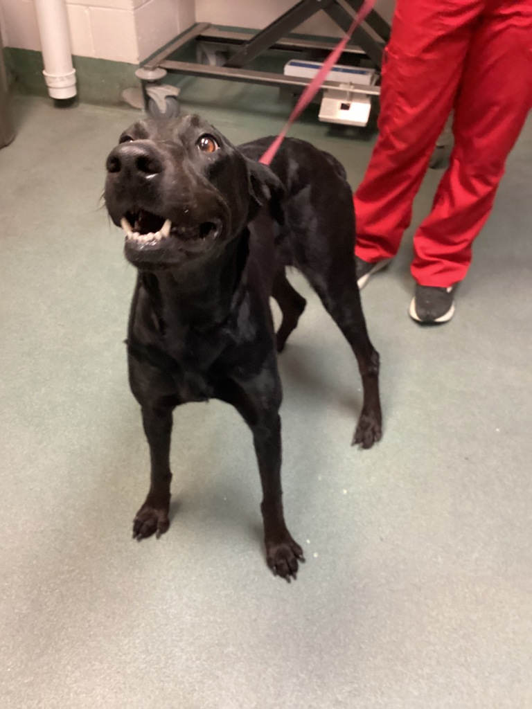 Shelter Stray Female Dog last seen NC, 820 Beacon Lake Dr, Raleigh, NC 27610, USA