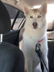 Reunited Female Dog last seen 111th and Compton Ave, Los Angeles, CA 90059