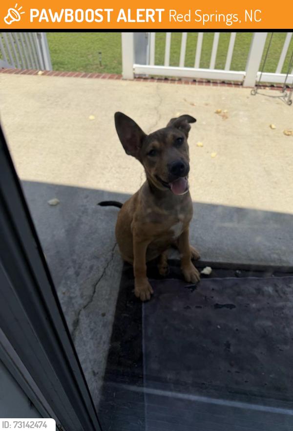 Found/Stray Female Dog last seen Red springs rd, Red Springs, NC 28377