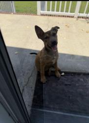 Found/Stray Female Dog last seen Red springs rd, Red Springs, NC 28377