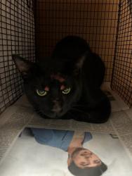 Shelter Stray Unknown Cat last seen Near Borage Drive, AUSTIN, TX, 78744, 7201 Levander Loop bldg a, Austin, TX 78702, USA