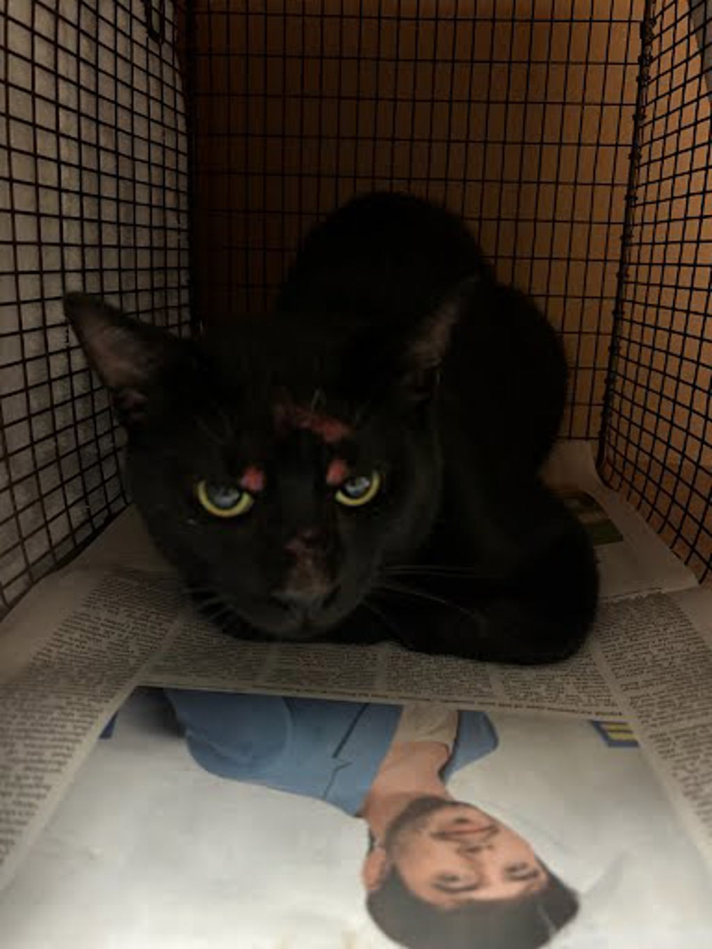 Shelter Removed Unknown Cat last seen Near Borage Drive, AUSTIN, TX, 78744, 7201 Levander Loop bldg a, Austin, TX 78702, USA