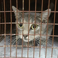 Shelter Stray Female Cat last seen Near Bluff Springs Road, AUSTIN, TX, 78744, 7201 Levander Loop bldg a, Austin, TX 78702, USA