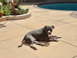 Shelter Stray Male Dog last seen Near Cowley Way, San Diego, CA, 92117, 5500 Gaines St, San Diego, CA 92110, USA