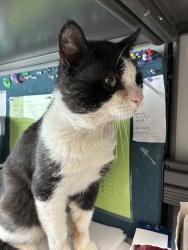 Shelter Stray Male Cat last seen Near S Gravenstein Park, MURRAY CITY, UT, 84123, 511 W 3900 S, Salt Lake City, UT 84123, USA