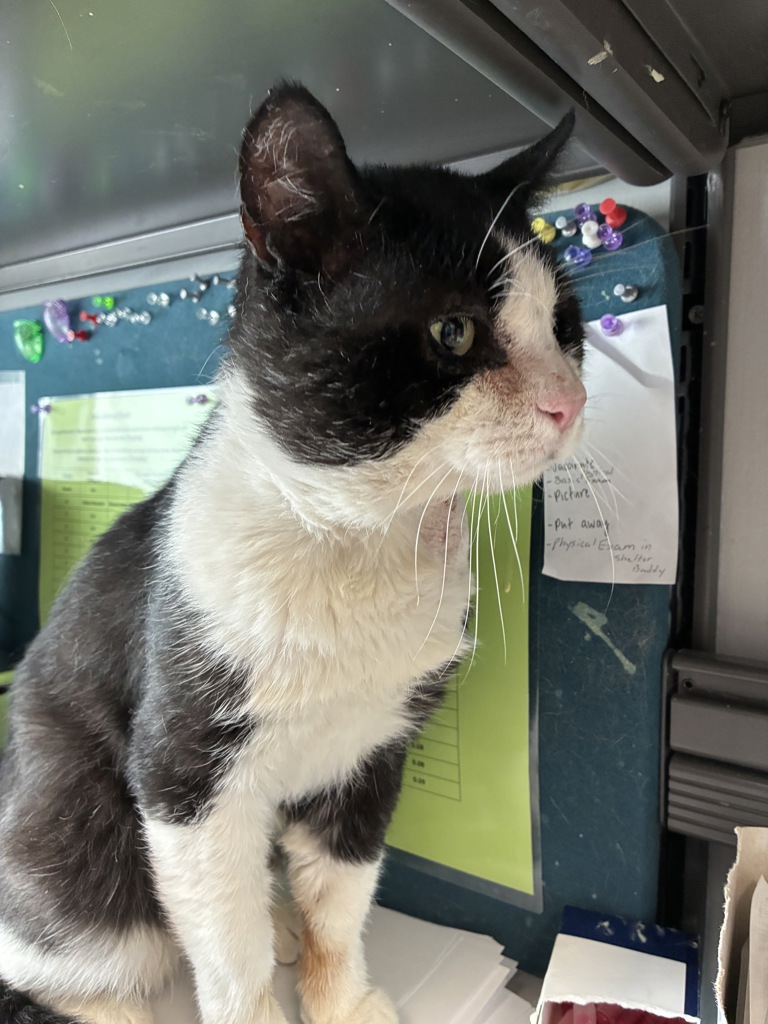Shelter Stray Male Cat last seen Near S Gravenstein Park, MURRAY CITY, UT, 84123, 511 W 3900 S, Salt Lake City, UT 84123, USA