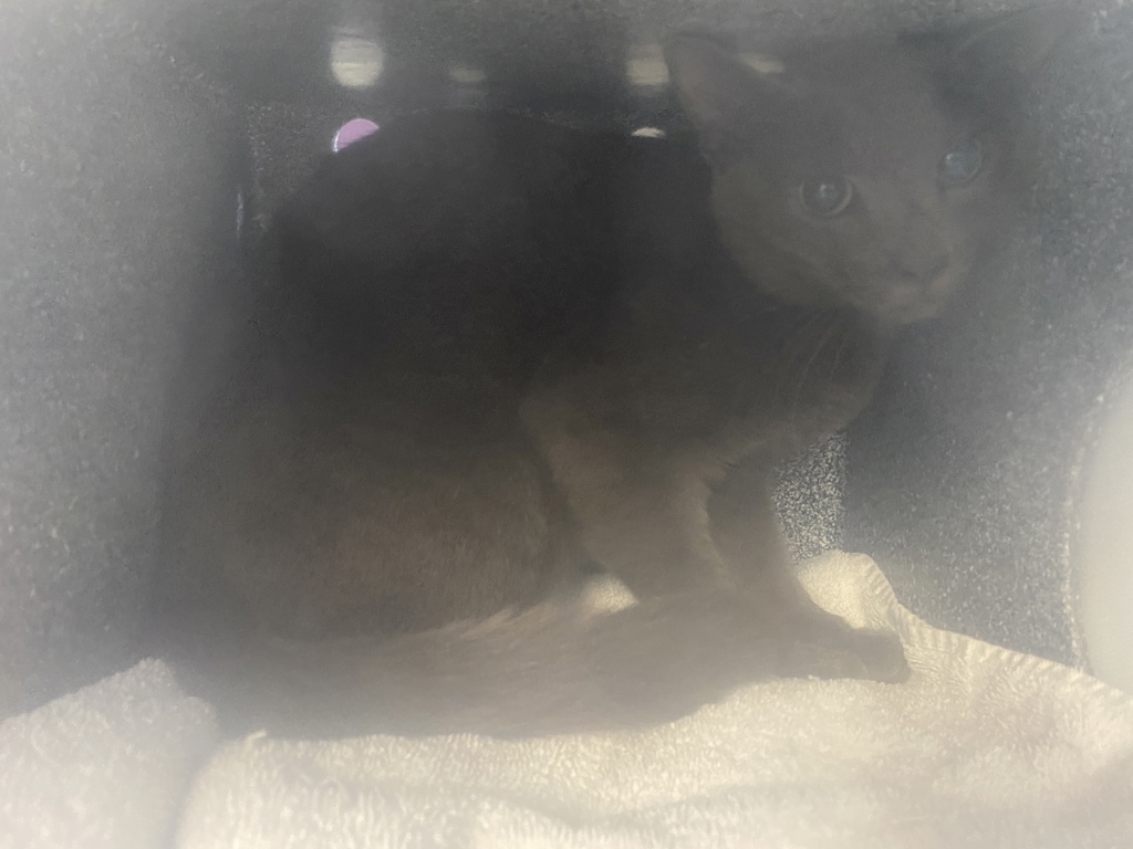 Shelter Stray Female Cat last seen Near S Cable Ridge Road, Kearns Township, UT, 84118, 511 W 3900 S, Salt Lake City, UT 84123, USA