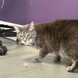 Shelter Stray Female Cat last seen Apt 27,47 S 800 E, SALT LAKE CITY, UT, 84102, 511 W 3900 S, Salt Lake City, UT 84123, USA