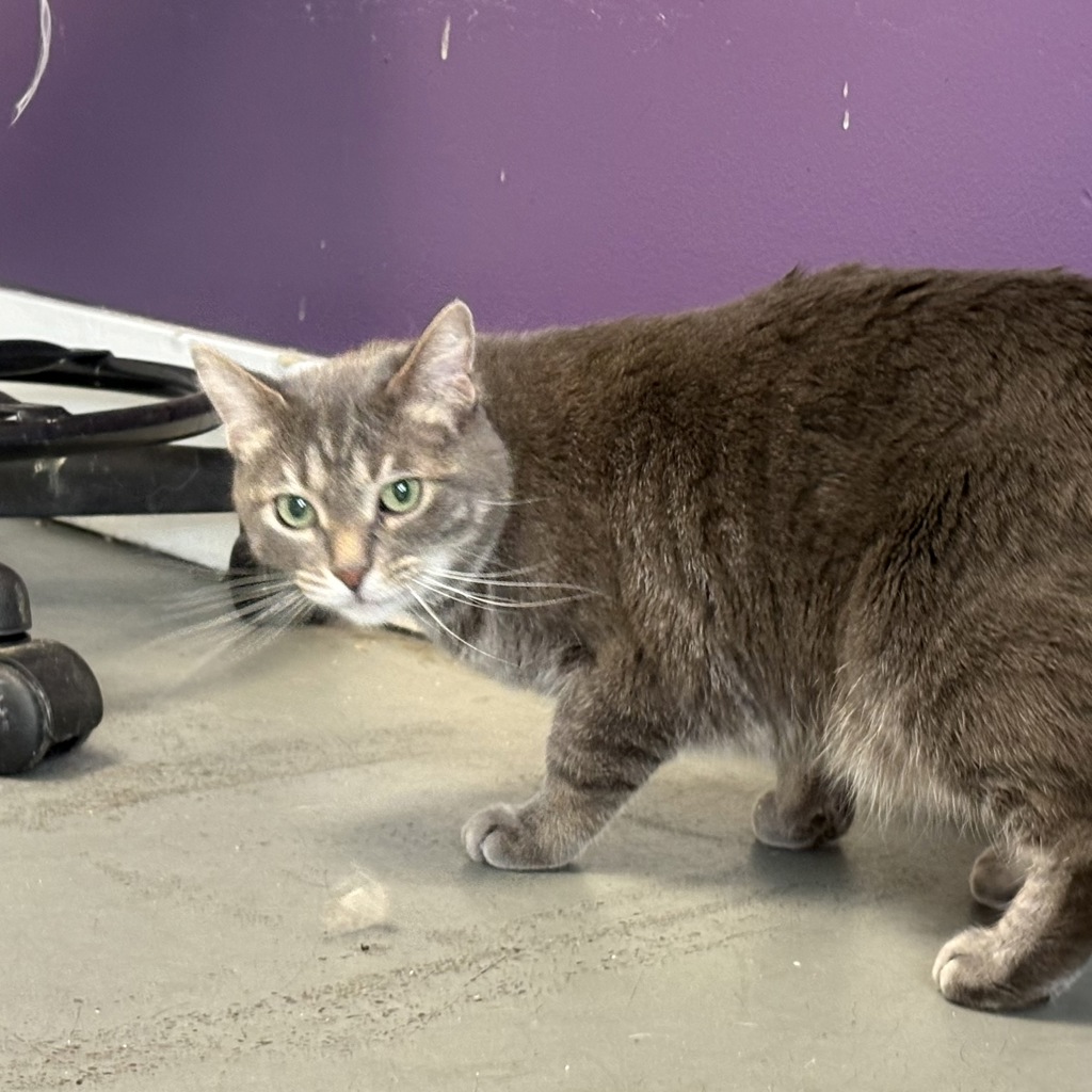 Shelter Stray Female Cat last seen Apt 27,47 S 800 E, SALT LAKE CITY, UT, 84102, 511 W 3900 S, Salt Lake City, UT 84123, USA