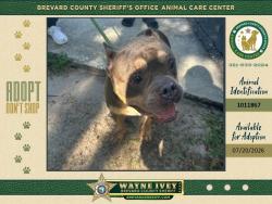 Shelter Stray Female Dog last seen FL, 5100 W Eau Gallie Blvd, Melbourne, FL 32934, USA