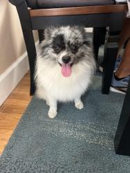 Reunited Male Dog last seen Ave C and Prisoect, Redondo Beach, CA 90277