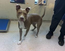 Shelter Stray Female Dog last seen E 161st Street, BRONX, NY, 10452, 326 E 110th St, New York, NY 10029, USA