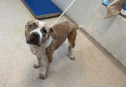 Shelter Stray Female Dog last seen Apt 11B,1348 Webster Avenue, BRONX, NY, 10456, 326 E 110th St, New York, NY 10029, USA