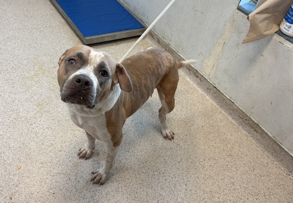 Shelter Stray Female Dog last seen Apt 11B,1348 Webster Avenue, BRONX, NY, 10456, 326 E 110th St, New York, NY 10029, USA