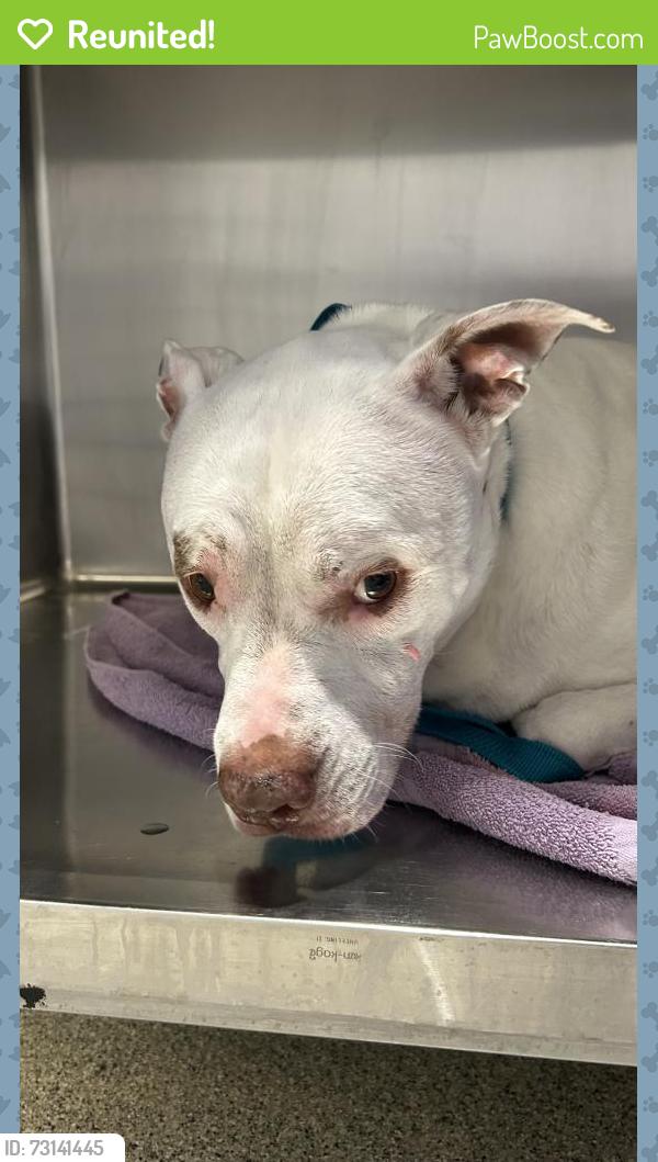 Reunited Female Dog last seen Abington ave in Port St. Lucie fl 34953, Port St. Lucie, FL 34953