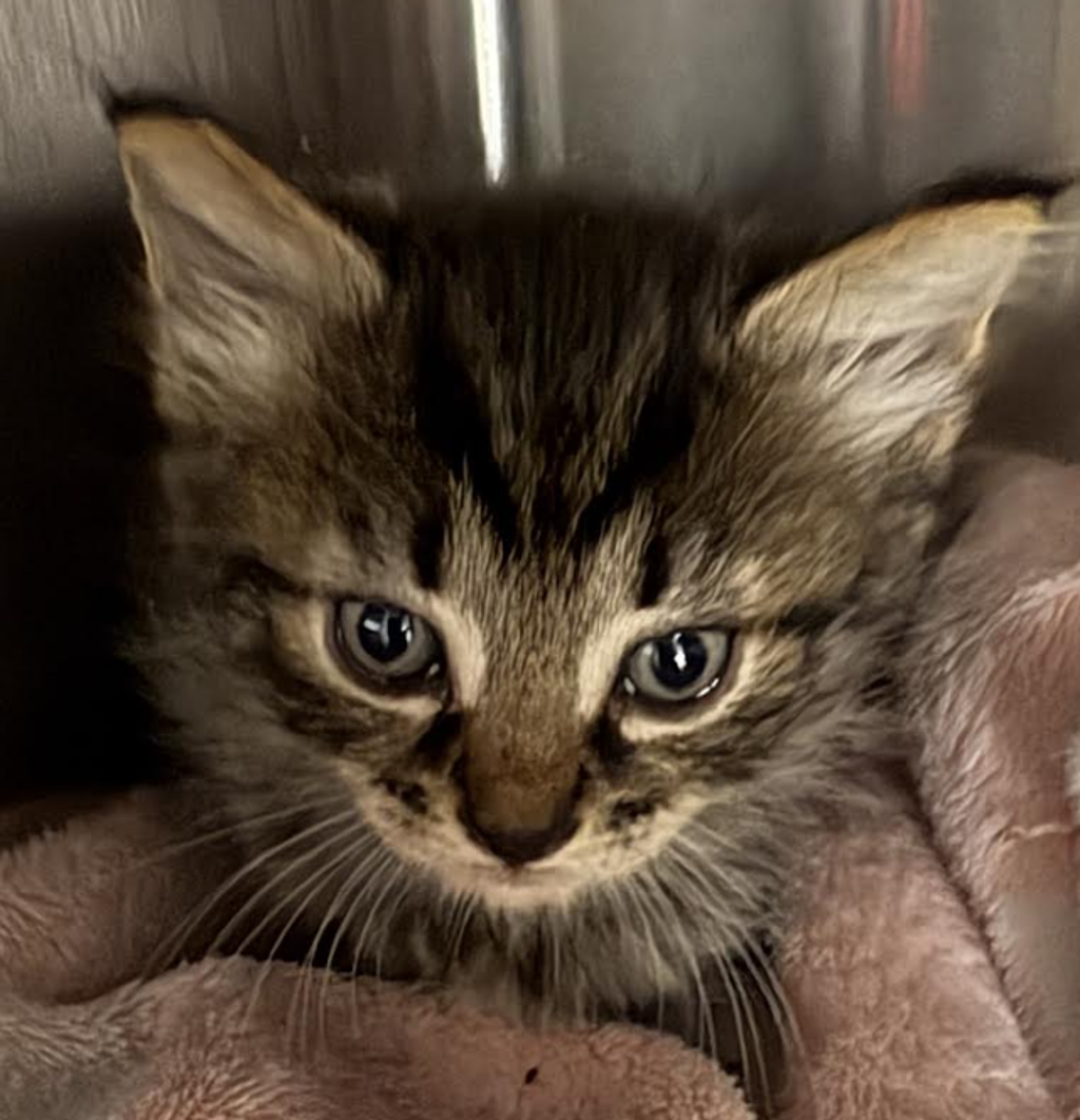 Shelter Stray Female Cat last seen Near Kingsbridge Avenue, BRONX, NY, 10463, 326 E 110th St, New York, NY 10029, USA