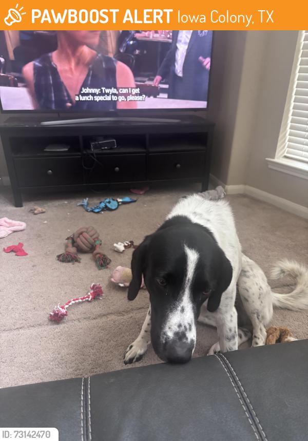 Found/Stray Male Dog last seen Sterling Lakes Neighborhood, Iowa Colony, TX 77583