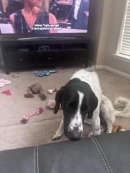 Found/Stray Male Dog last seen Sterling Lakes Neighborhood, Iowa Colony, TX 77583