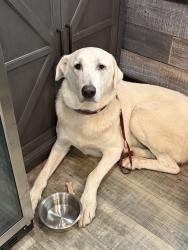 Found/Stray Male Dog last seen Not sure, Montgomery County, TX 77316