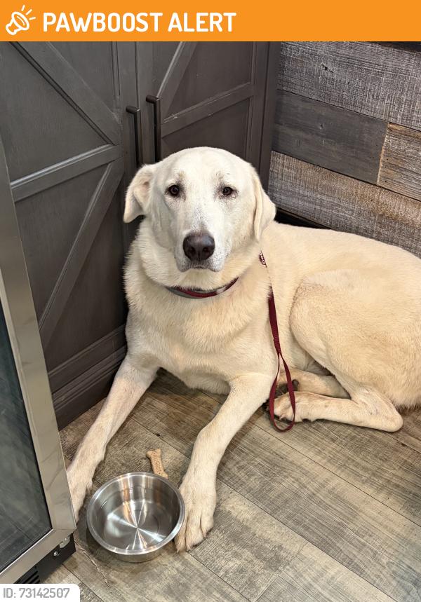 Rehomed Male Dog last seen Keenan Cut Off Rd, Texas 77316, USA, Montgomery County, TX 77316