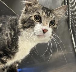 Shelter Stray Male Cat last seen Federal Blvd & W 80th Ave, Westminster, CO, 80031, 580 McIntyre St, Golden, CO 80401, USA
