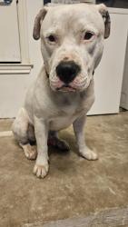 Found/Stray Male Dog last seen Rosewood Park, Austin, TX 78702