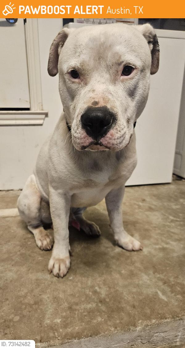 Found/Stray Male Dog last seen Rosewood Park, Austin, TX 78702