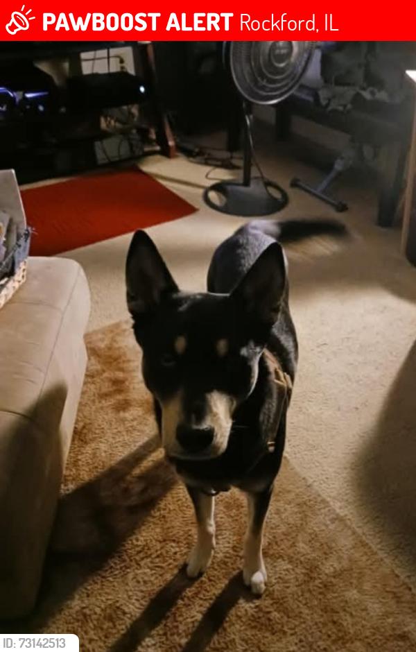 Lost Male Dog last seen West st, Rockford, IL 61104