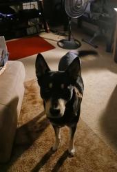 Lost Male Dog last seen West st, Rockford, IL 61104