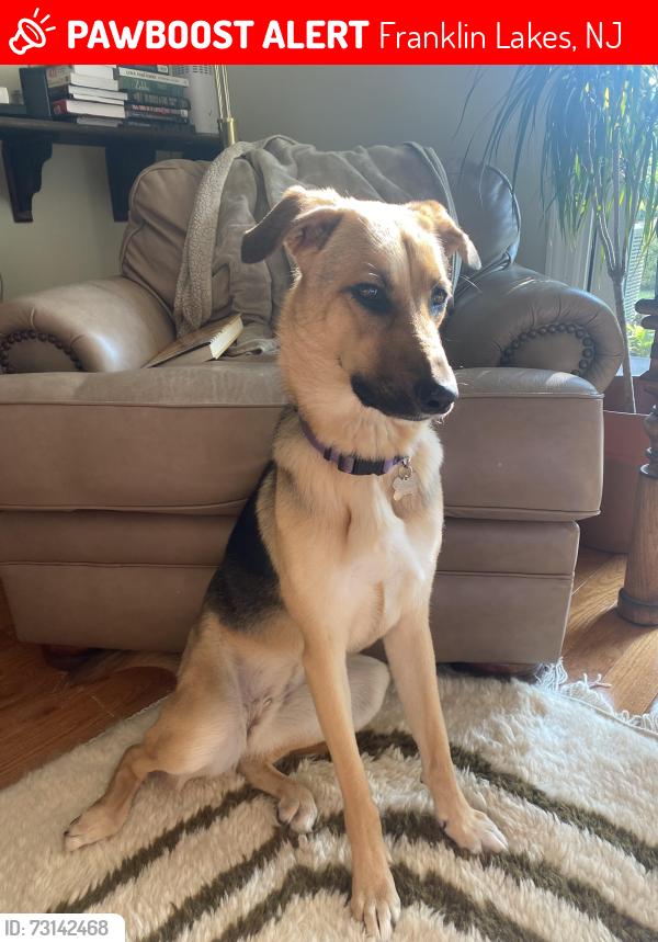 Lost Female Dog last seen She was spotted around Wyckoff also near police station, Franklin Lakes, NJ 07417