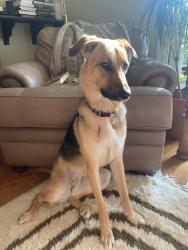 Lost Female Dog last seen She was spotted around Wyckoff also near police station, Franklin Lakes, NJ 07417