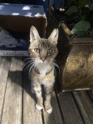 Found/Stray Unknown Cat last seen Near 9th Dr, Mill Creek, WA 98208