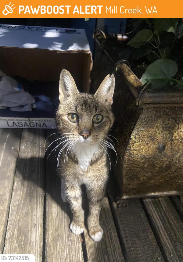 Found/Stray Unknown Cat last seen Near 9th Dr, Mill Creek, WA 98208