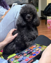 Lost Male Dog last seen Maple street, Jon street, Rt 18, Old Bridge, NJ 08857