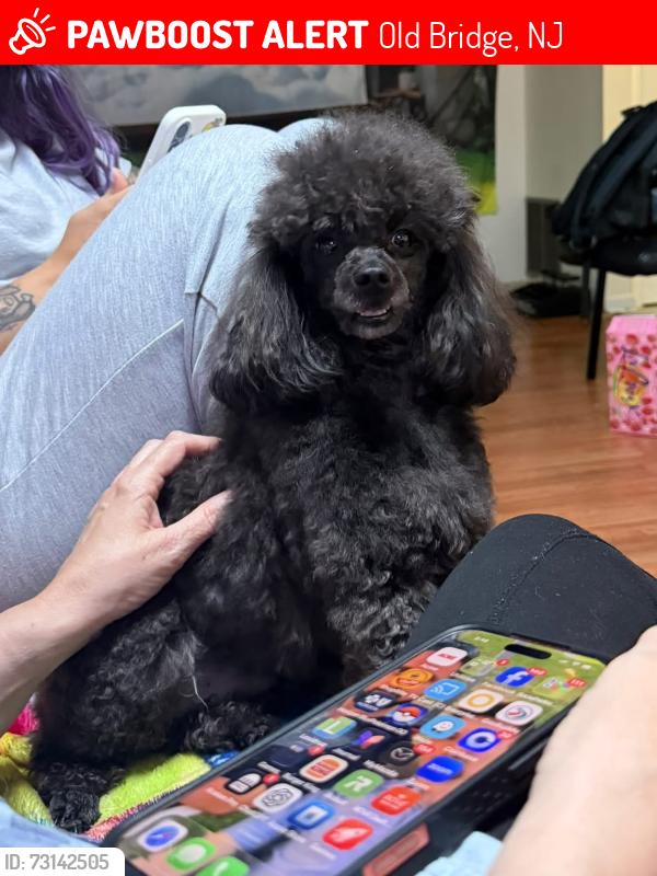 Lost Male Dog last seen Maple street, Jon street, Rt 18, Old Bridge, NJ 08857