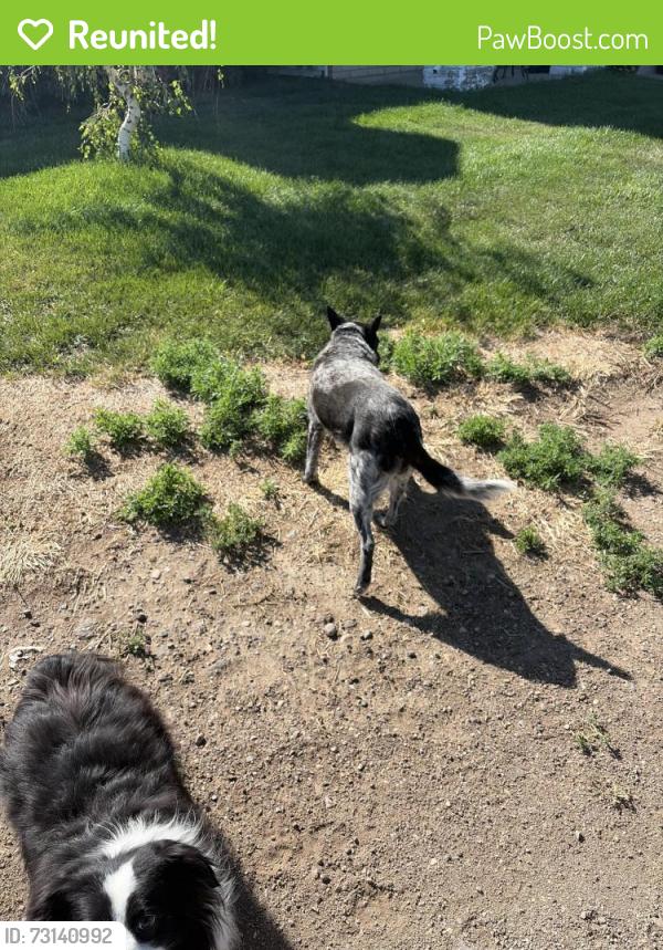 Reunited Female Dog last seen County Road 53 and County Road 70, Gill, CO 80624