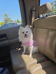 Lost Female Dog last seen Walmart on Wanamaker Rd Topeka Ks, Topeka, KS 66604