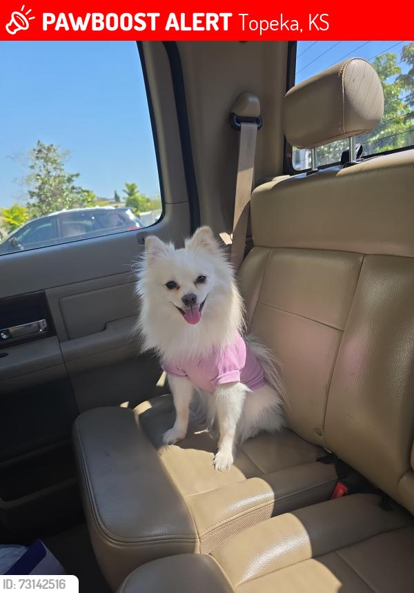 Lost Female Dog last seen Walmart on Wanamaker Rd Topeka Ks, Topeka, KS 66604