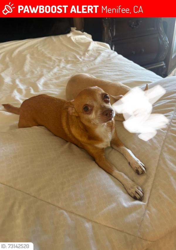 Lost Male Dog last seen Rouse Rd, Menifee, CA 92585