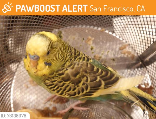 Found/Stray Unknown Bird last seen Vesta St, San Francisco, CA 94124, USA, San Francisco, CA 94124