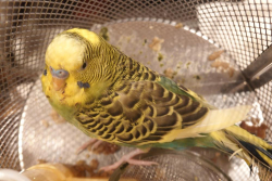 Found/Stray Unknown Bird last seen Vesta St, San Francisco, CA 94124, USA, San Francisco, CA 94124